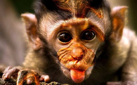 Funny Monkey Pictures Wallpapers Wallpapersafari