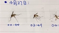 每晚大戰蚊子3小時 他怒做「殺蚊日記」：今天打了5隻｜東森新聞