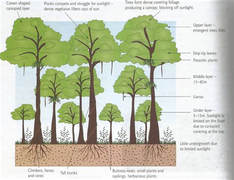 Weather And Climate Equatorial Climates