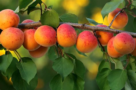 The Five Easiest Fruit Trees To Grow The English Garden