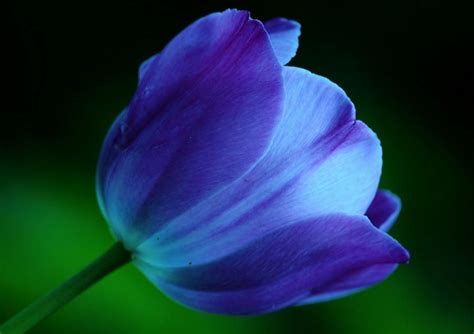 Blue Tulip Purple Tulips Spring Tulips Tulips Flowers Blue Flowers