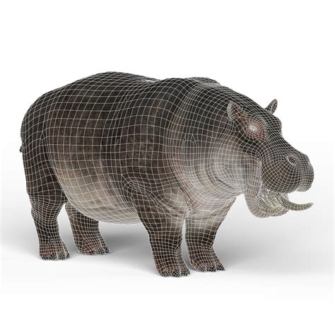 Cg Artist Hippopotamus 3d Model