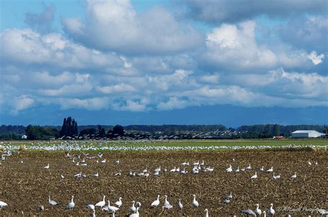 Skagit Valley Snow Geese 2 Digital Art By Michael Lowell Fine Art