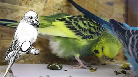 How To Know If Your Budgie Is Pregnant Symptoms Youtube