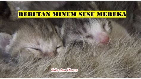 Sahabat 99, apakah kamu pernah melihat anak kucing yang baru lahir dan ditinggal ibunya? Anak Kucing Lucu Baru Lahir Minum Susu - YouTube
