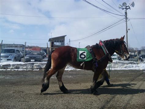 Отказаться от подписки на канал ばんえい競馬専門チャンネル ・一生一度生ばんえい? 『世界で唯一のばんえい競馬』by x10ace｜帯広競馬場(ばんえい ...