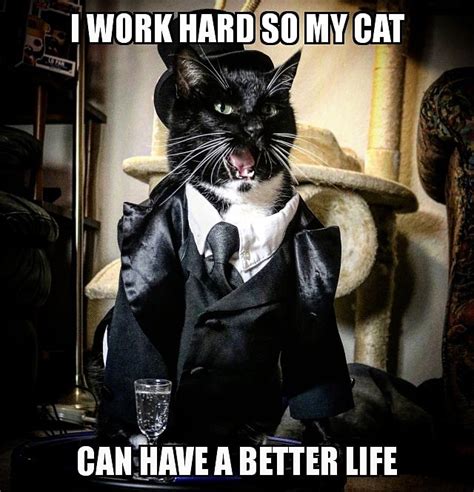 When you have been working for what seemed like more than a week and you impatiently wait for friday to come to enter the weekend with lots of planned activities coming, suddenly your boss says you need to come for saturday to complete the pending works. Cat Cosplay of the Feline variety. — "Bipedal mammal, I've ...