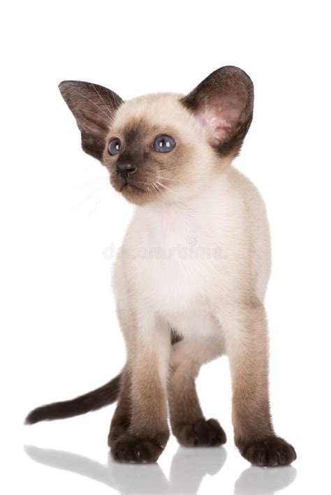 Purebred Siamese Kitten Stock Photo Image Of Breed Pretty 44521434