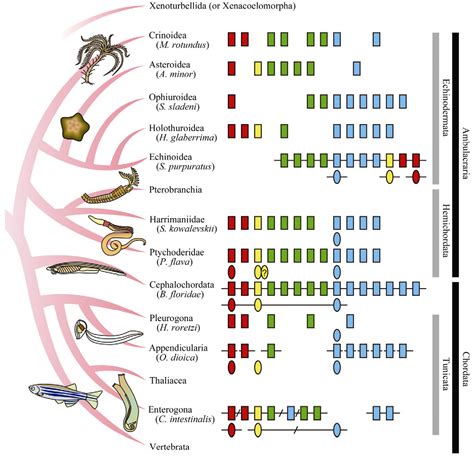 Figure 1 From Evolution Of Invertebrate Deuterostomes And Hoxparahox
