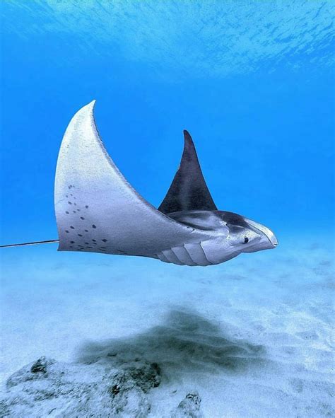Manta Ray Gliding Past Underwater Animals Ocean Creatures Marine