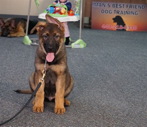 Rocky German Shepherd Puppy We Bred Raised Trained And Sold To