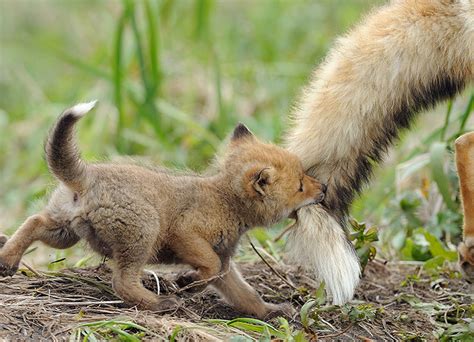 25 Of The Cutest Parenting Moments In The Animal Kingdom The Mind