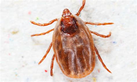 Bugs That Look Like Ticks Identification And Control