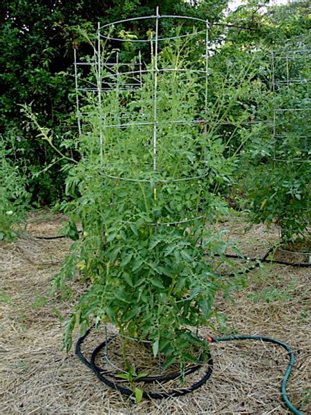 Moreover, the tomato plant grows well with a ph level between 5.5 and 6.5. The Simple Way To Grow A Tomato Plant