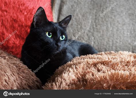 Fluffy Black Cat With Green Eyes Seedsyonseiackr