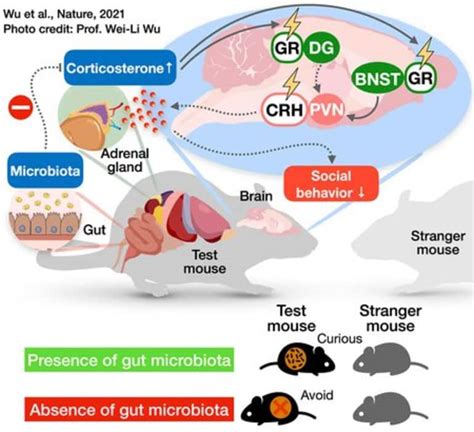 Gut Microbiome Affects A Specific Set Of Neurons Responsible For Proper