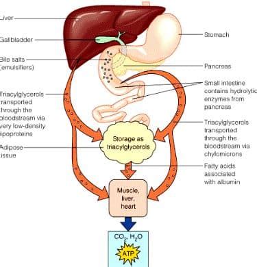 Penjelasan Proses Metabolisme Lemak Dalam Tubuh