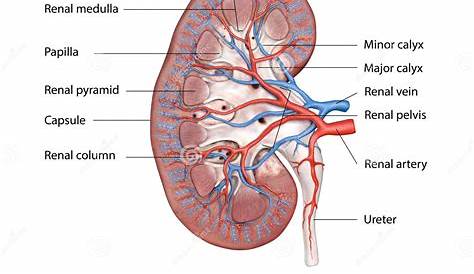 label the schematic drawing of a kidney.