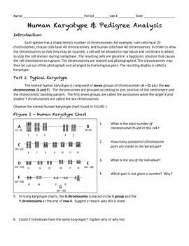 Human Karyotype Pedigree Activity By Super Science Tpt