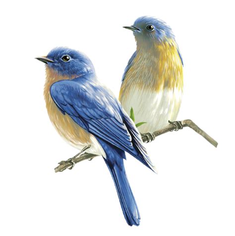 Bird Png Transparent Image Download Size 497x500px