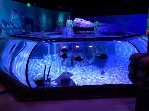 Sea Life® Aquarium And Legoland® Discovery Center Opens Tomorrow In Nj