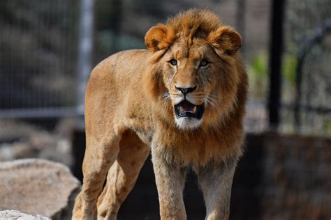 Sydney Zoo Attraction Tour Bungarribee New South Wales