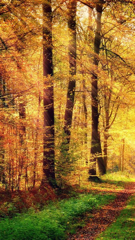 Fall Forest Path In The Rays Of Sun Wallpaper Backiee