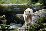 Movie: Great Bear Rainforest 3D - Travels With JB