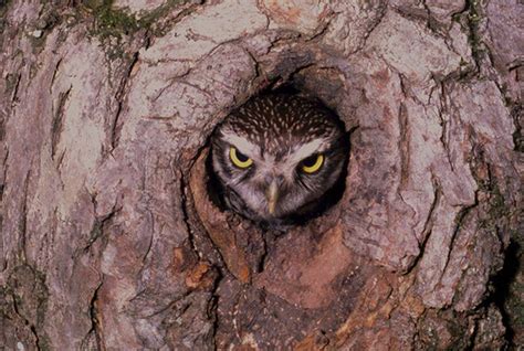 In The Focus Owl Critter Bird