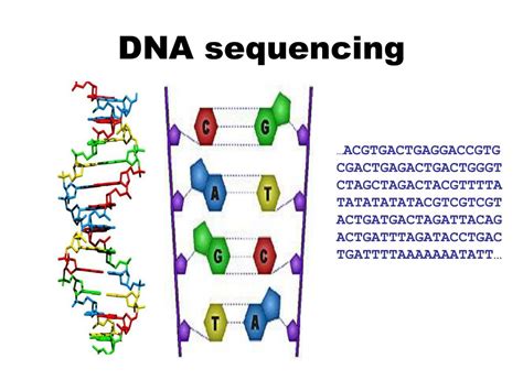 Ppt Dna Sequencing Powerpoint Presentation Free Download Id1128243