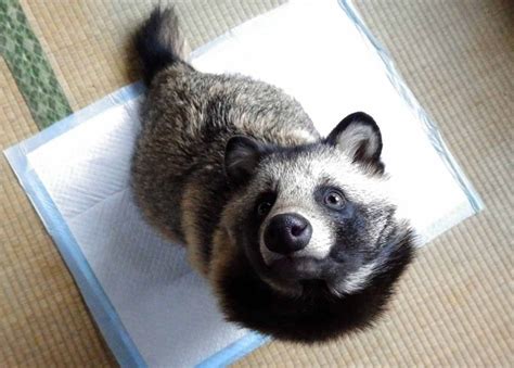 Japans Pet Raccoon Craze Threatens Its Wild Raccoon Dogs Like Tanu