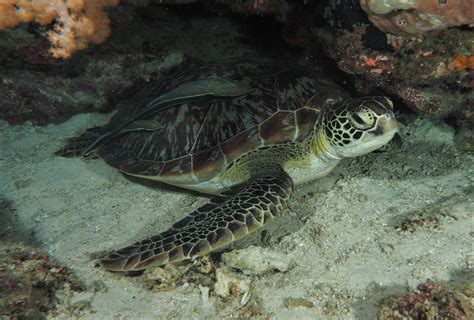 Green Turtle Chelonia Mydas Marine Life Liveaboard Diving