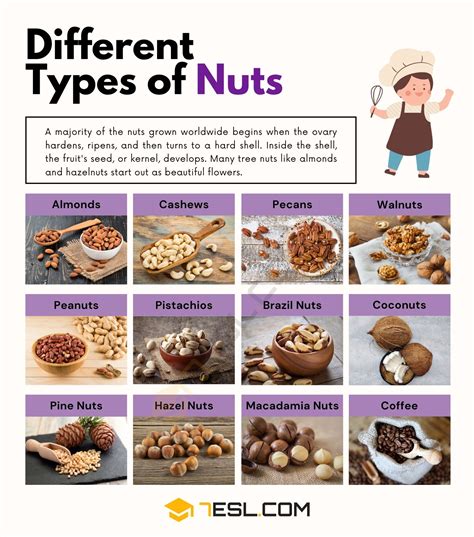 Different Types Of Nuts With Useful Facts And Pictures English As A