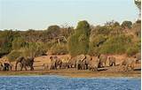 Pictures of Safari Chobe National Park