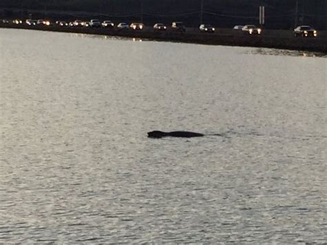 Check spelling or type a new query. Gajah Laut Bikin Macet Parah Jalanan California : Okezone News