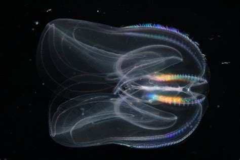 Invisible Fish Transparent Sea Creatures Cleverlysmart Savvycorner