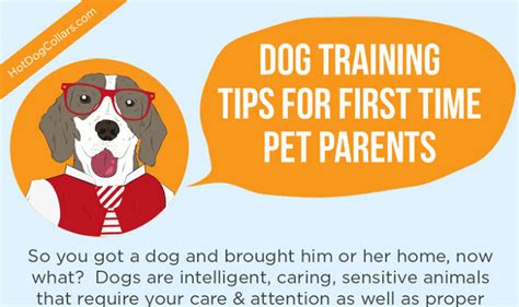 Dog Training Tips For First Time Pet Parents Infographic Visualistan