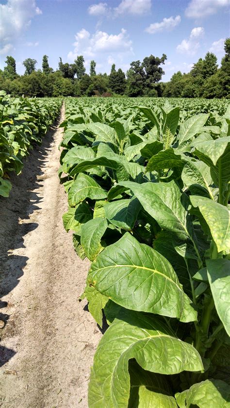 Tobacco Insect Scouting Report June 20 2014 Nc State Extension