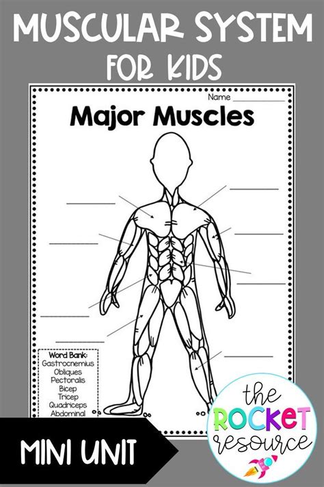 Free Muscular System Worksheet