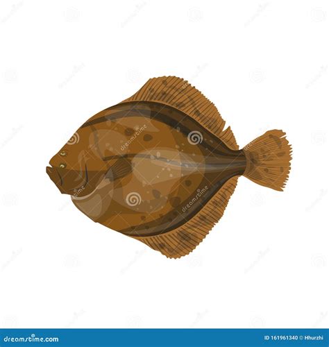 Realistic Flounder Cartoon Vector Illustration Motif Set Hand Drawn