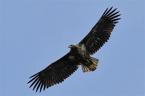 Two White Tailed Eagles Disappear Over Scottish Grouse Moors Birdguides