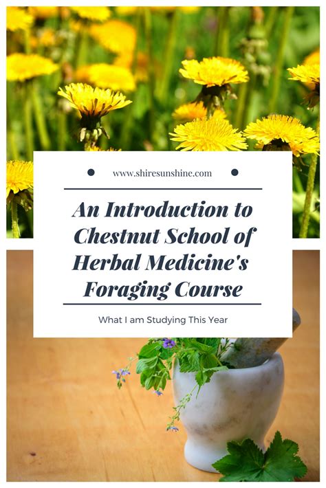 Chestnut School Of Herbal Medicine Foraging Course Introduction