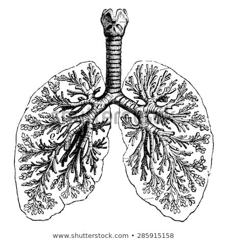 Daily vintage image downloads since 2007. Lung Anatomy Stock Images, Royalty-Free Images & Vectors ...