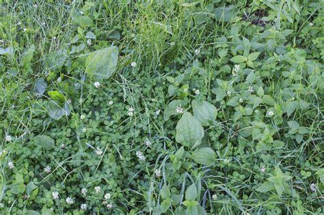 The Definitive Guide To Identifying Common Lawn Weeds Wikilawn