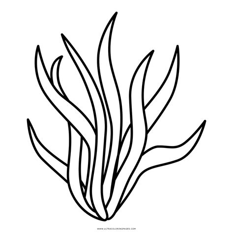 Kelp Drawing Free Download On Clipartmag