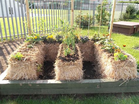 Straw Bale Gardening Method Thuem Garden Plant