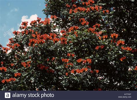 Check spelling or type a new query. Afrikanische Flamme Baum oder Tulpenbaum Spathodea ...