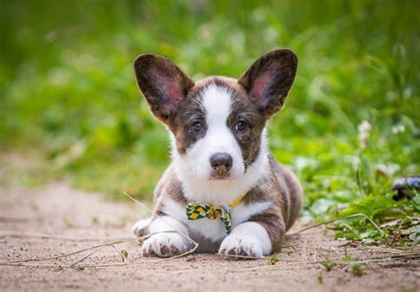 Our puppies are drivey, active, and energetic, and are rarely happy just warming the couch. Cardigan Welsh Corgi Puppies For Sale In Nc | PETSIDI
