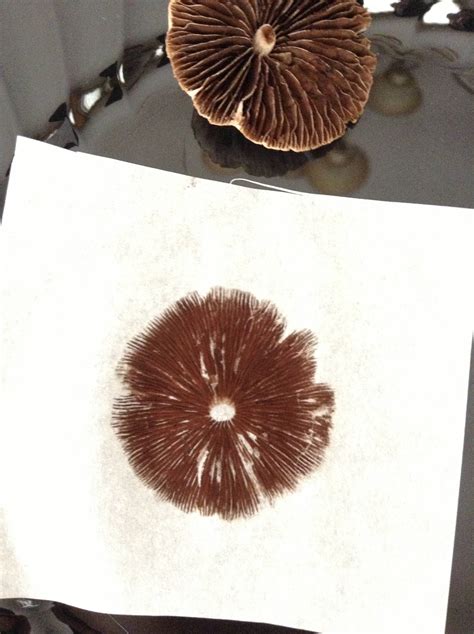 Mushroom Id With High Quality Pictures And Spore Print Mushroom