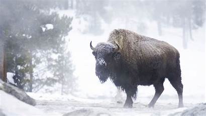 Winter Buffalo Jackson Hole Wallpapers Bison Wildlife